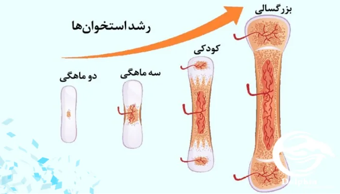 عوامل فردی در تعیین سن