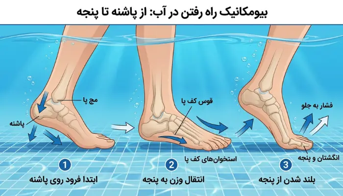 راهنمای قدم برداشتن صحیح از پاشنه به پنجه هنگام راه رفتن در آب استخر