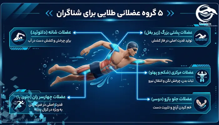 اینفوگرافیک عضلات درگیر و کلیدی شناگران در تمرینات بدنسازی